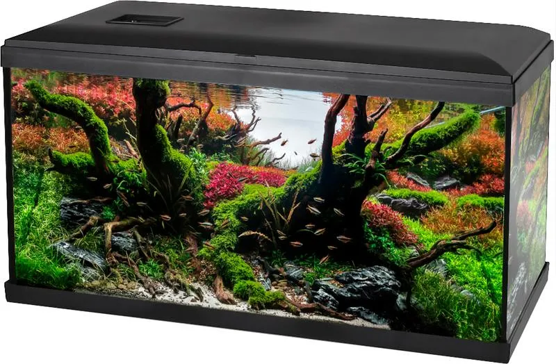 Zdrowie ryb w akwarium